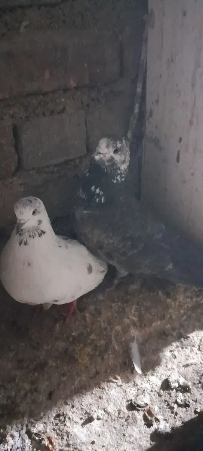 فروش|پرنده|فراغی, |دیوار