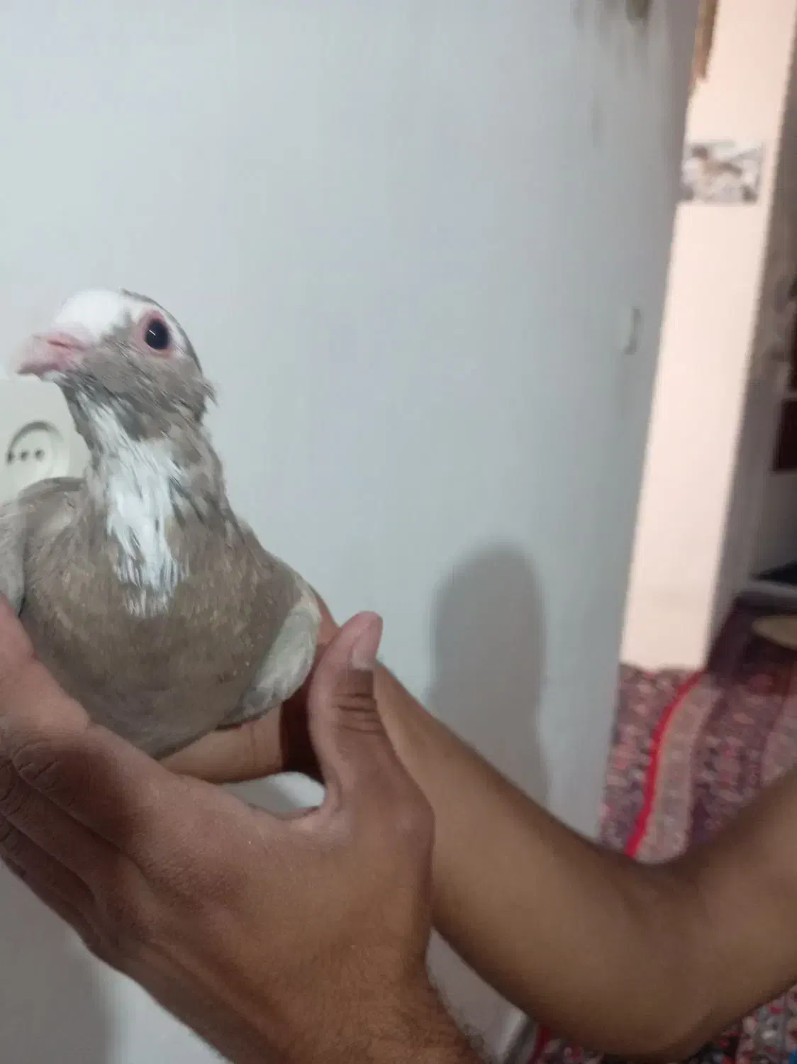 ماده قهوه پلنگ|پرنده|لاله زار, |دیوار