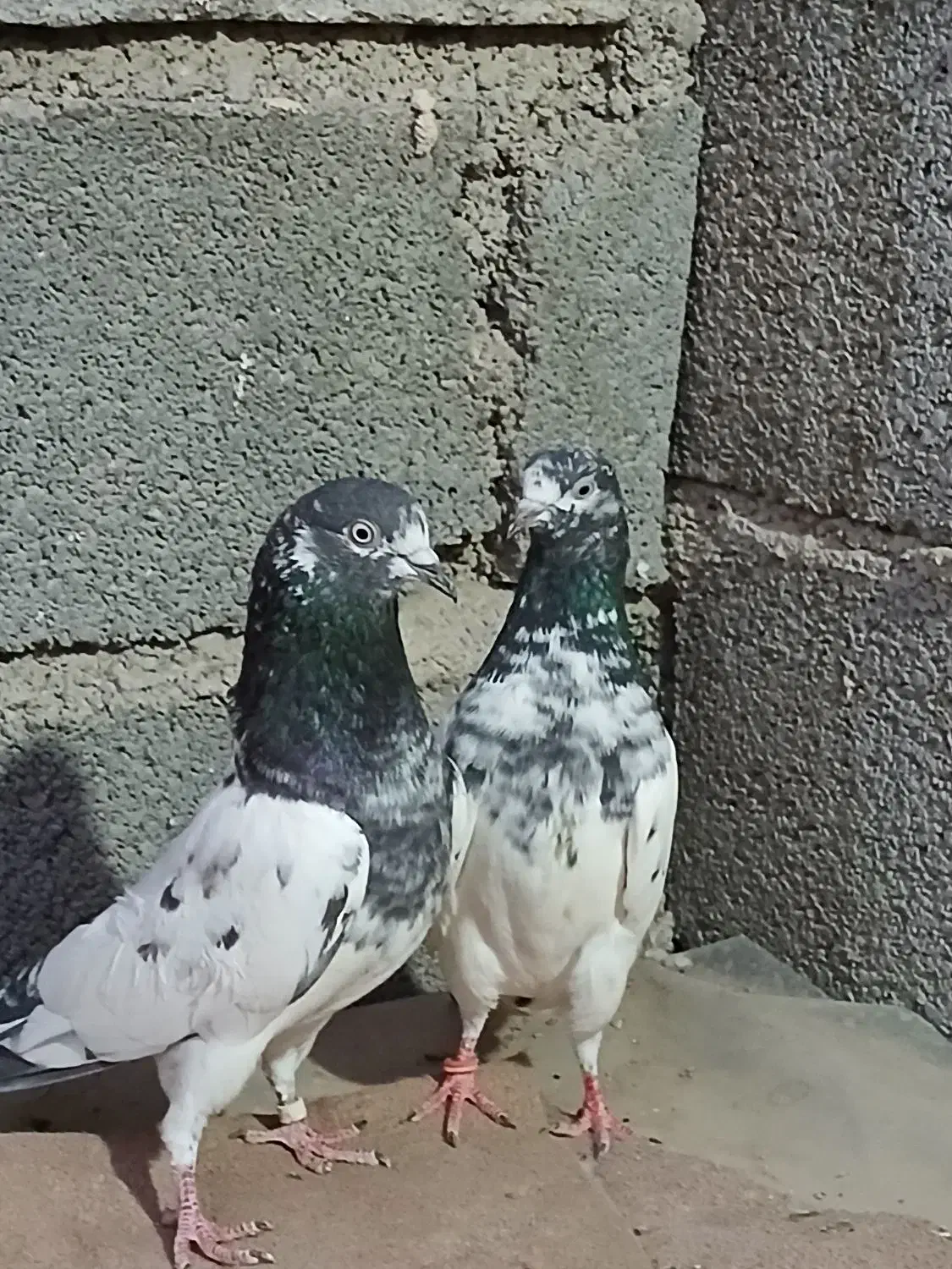 کفتر‌پاکستانی|پرنده|بندرعباس, |دیوار