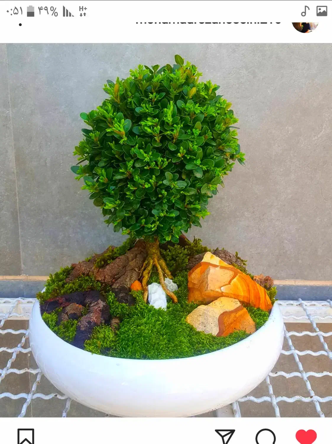 بن سای کاج نانا|گل و گیاه طبیعی|تهران, فدک|دیوار