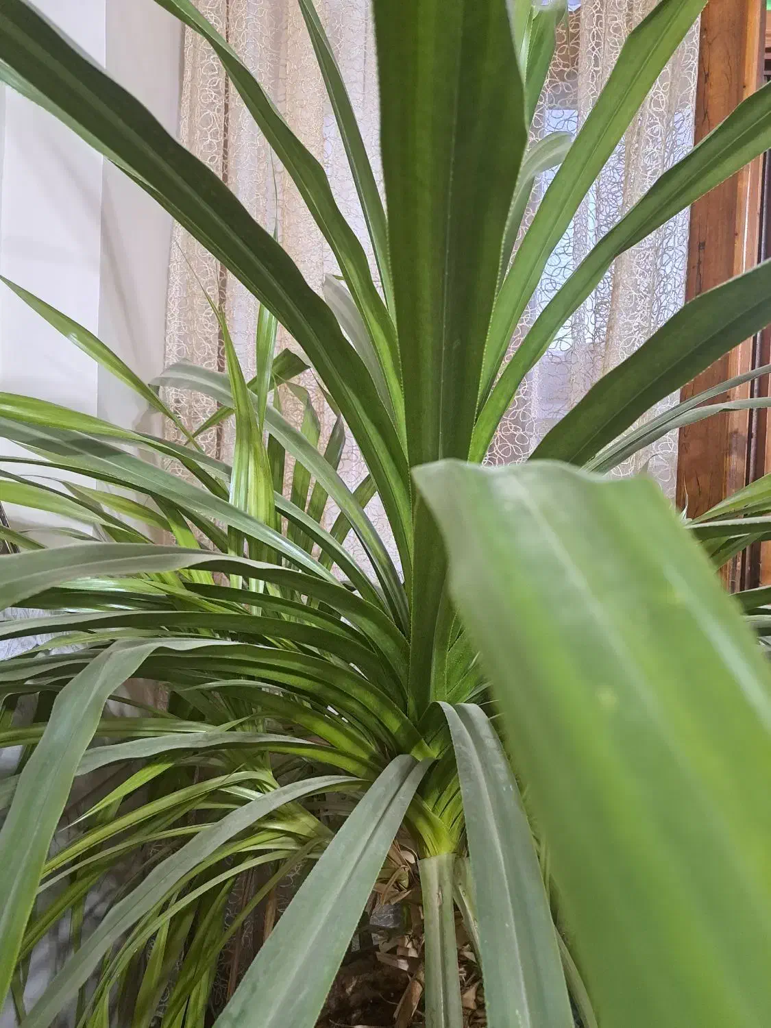 فروش گل پاندانوس|گل و گیاه طبیعی|نجفآباد, الله اکبر|دیوار