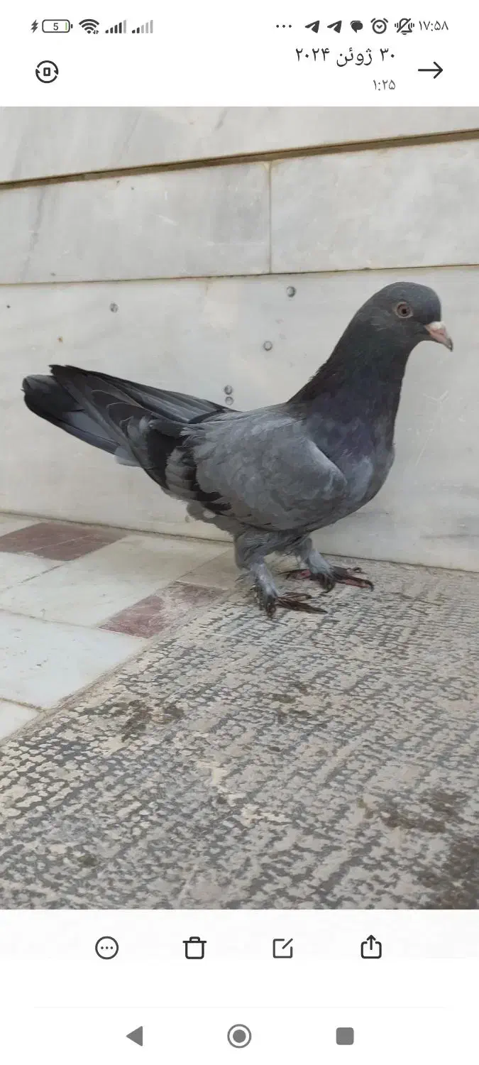 نر آهنی اصفهانی|پرنده|خمینی‌شهر, |دیوار