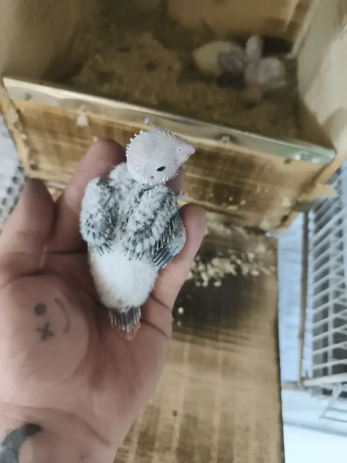 گرین چیک در خرامه|پرنده|خرامه, |دیوار