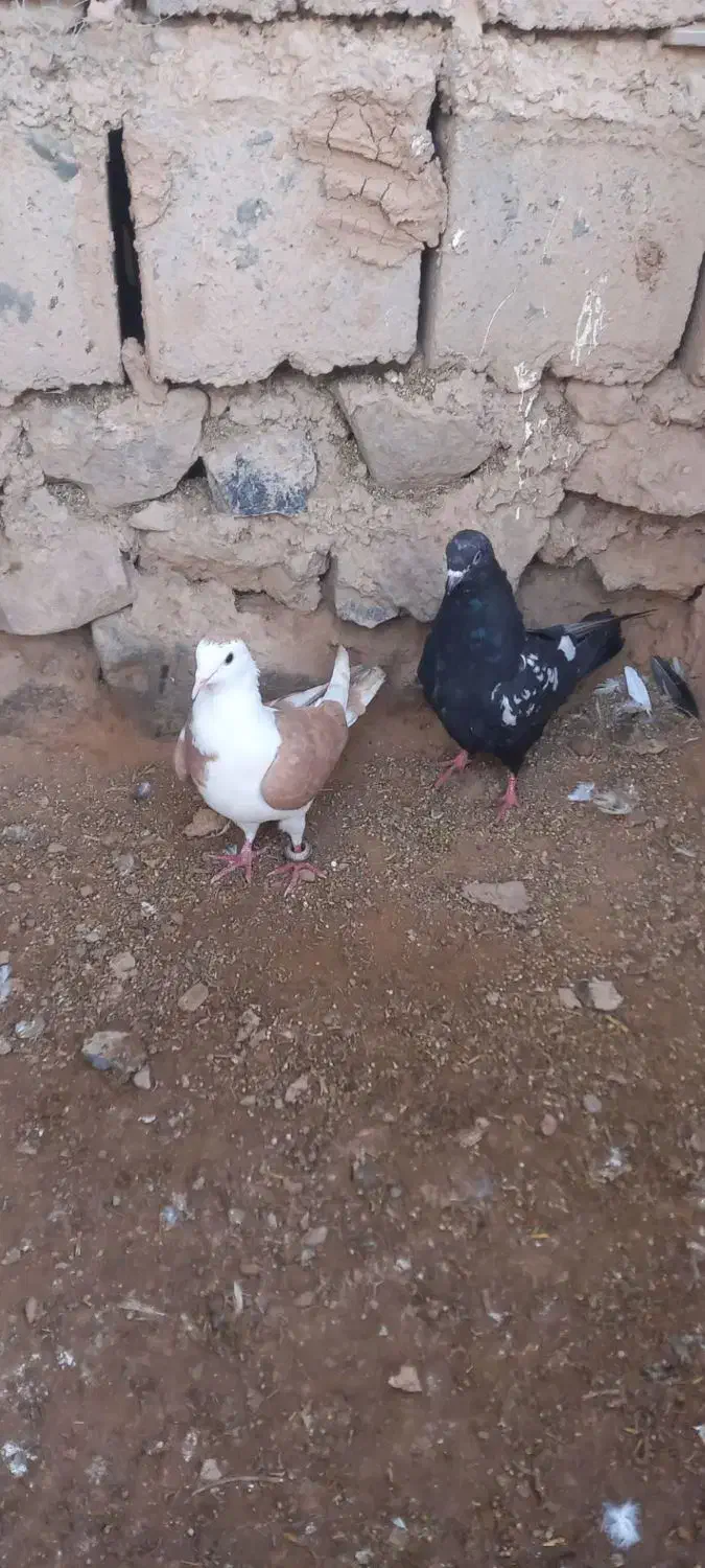 کبوتر|پرنده|درمیان, |دیوار