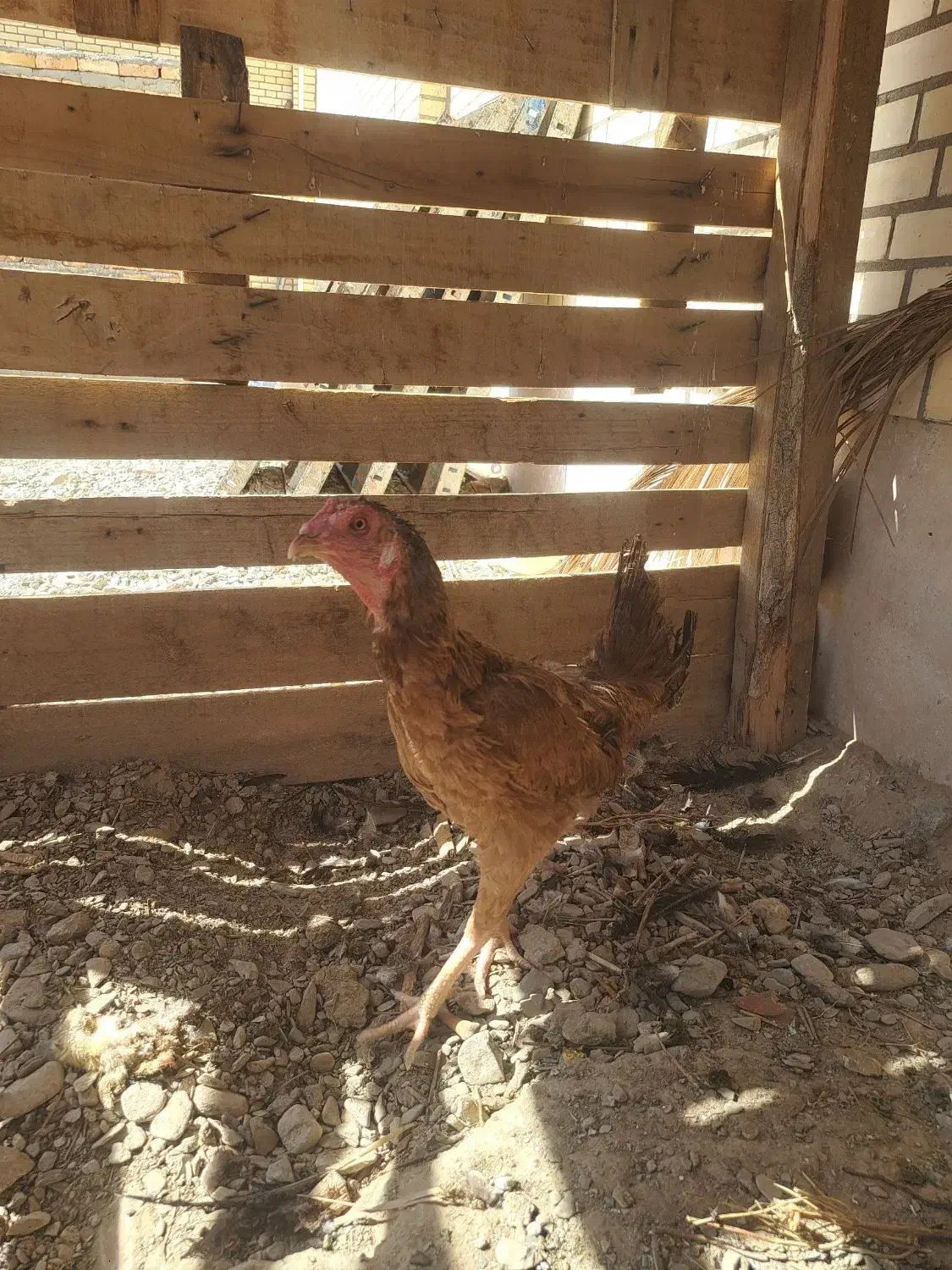 مرغ و خروس و جوجه اصل|حیوانات مزرعه|سراوان, |دیوار