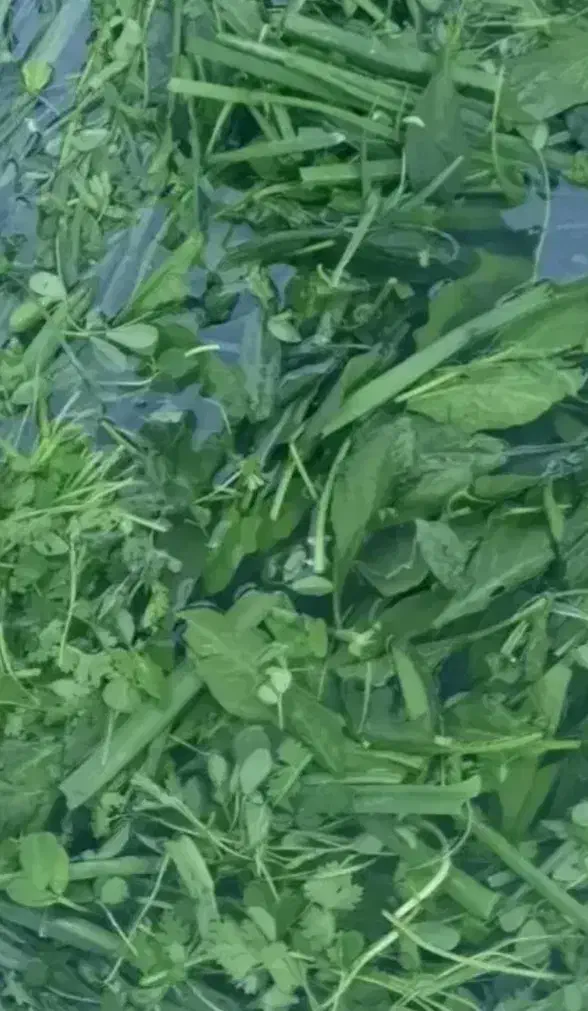 سبزی خردشده ۶۰|خوردنی و آشامیدنی|پاکدشت, شهرک انقلاب|دیوار