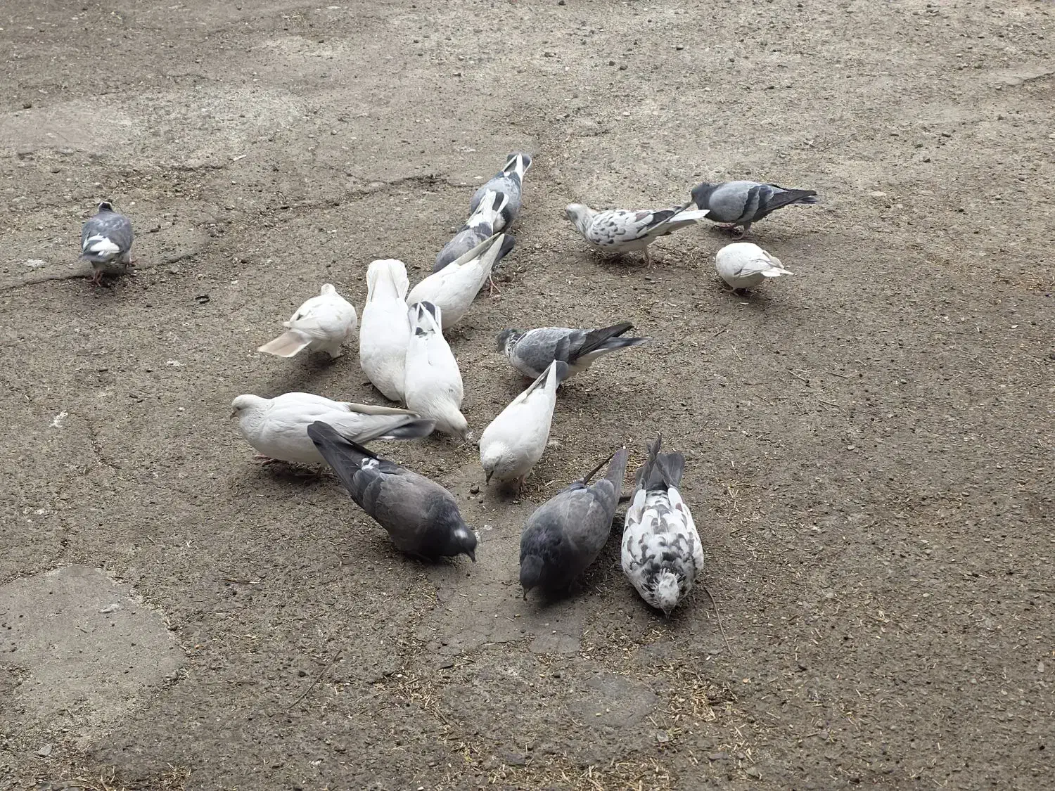 کفتر ،کبوتر پرشی|پرنده|فردیس, کوی نور|دیوار