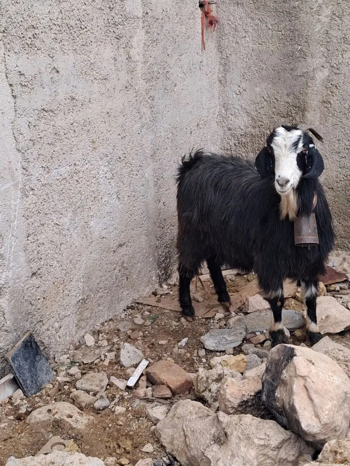 فروش دو راس بز و کهره های چاق و بره|حیوانات مزرعه|مرودشت, ده بید|دیوار