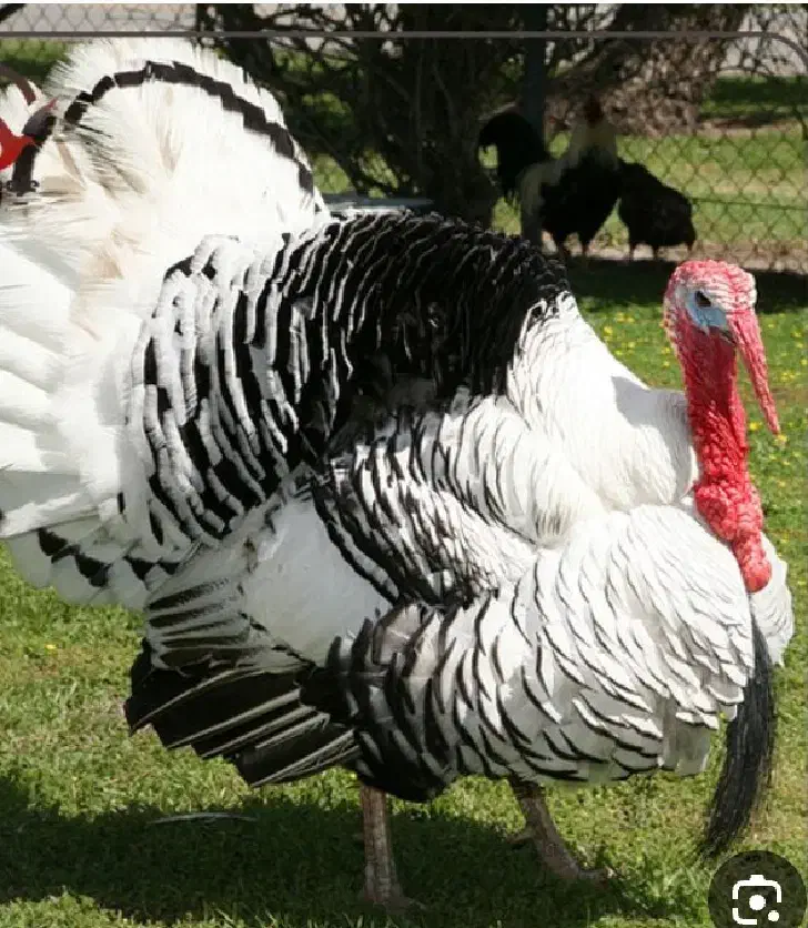 بوقلمون|پرنده|بیرانوند, |دیوار