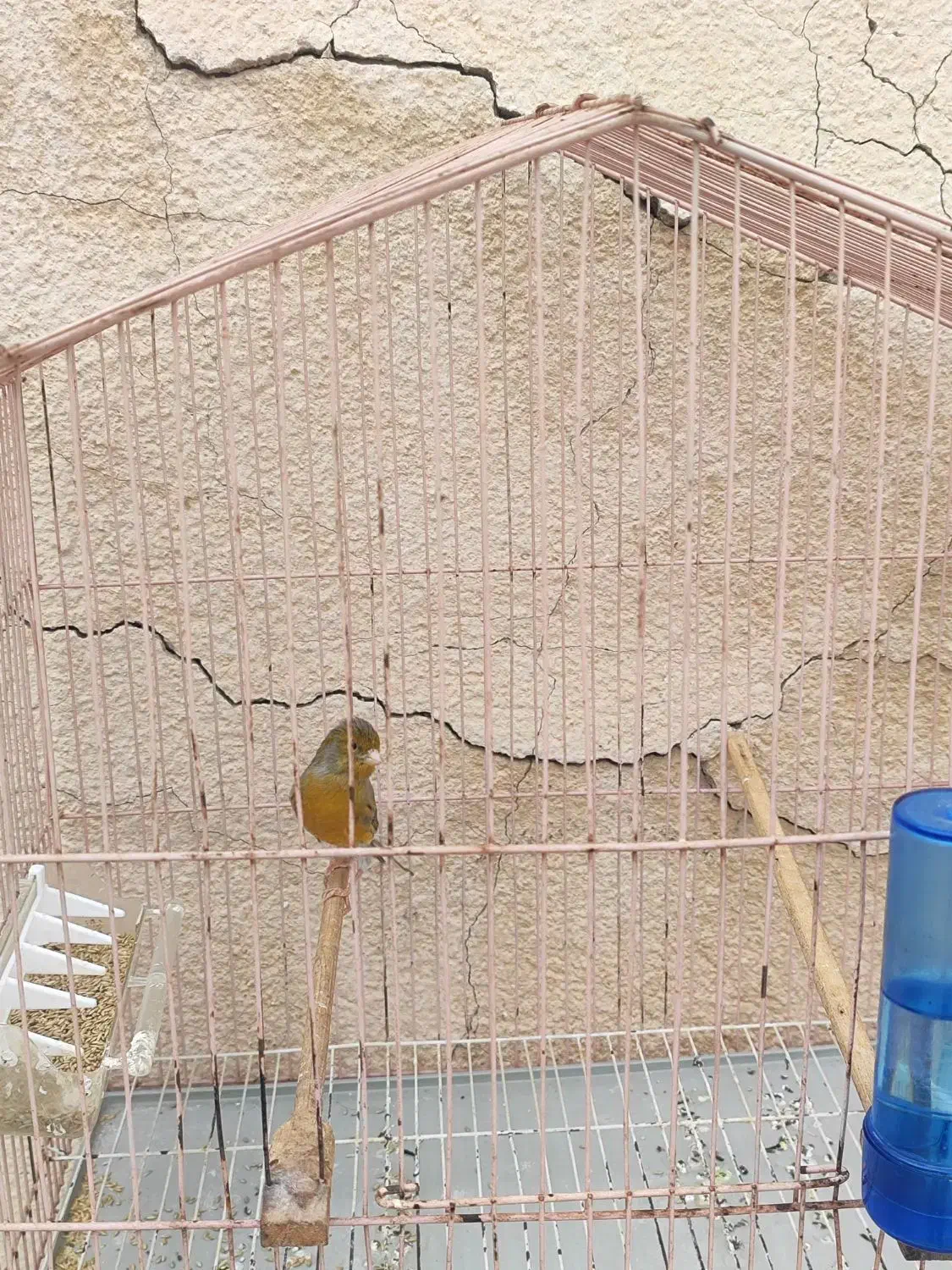 قناری مست ماده گیر|پرنده|خورموج, |دیوار