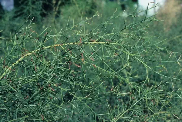 تمیز کردن زمین خارشتر، بوته و شوره.|خدمات باغبانی و درختکاری|آران و بیدگل, |دیوار