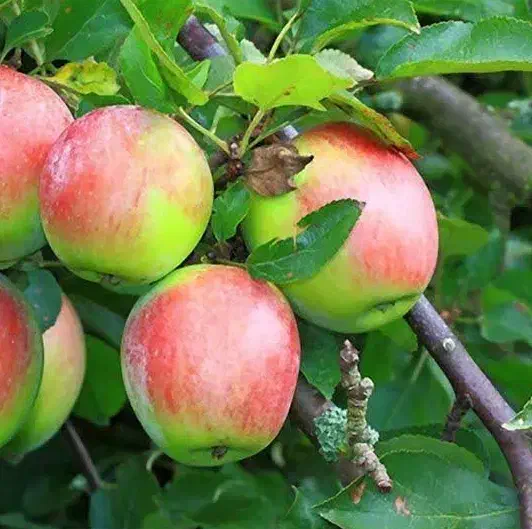 تولید و عرضه نهال سیب مشهدی|خدمات باغبانی و درختکاری|فردیس, شهرک هفده شهریور|دیوار