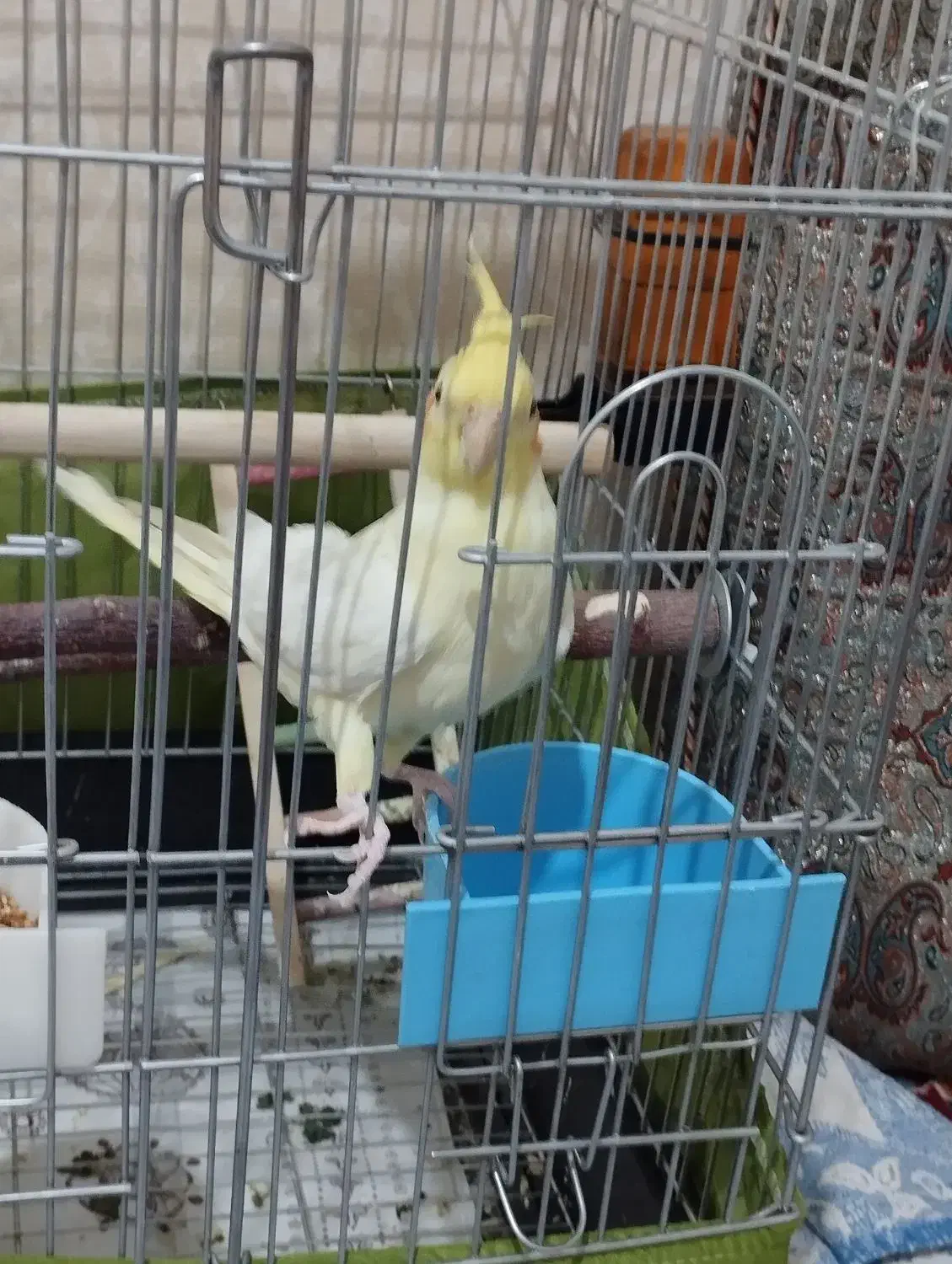 عروس هلندی نر لوتینو|پرنده|بومهن, |دیوار