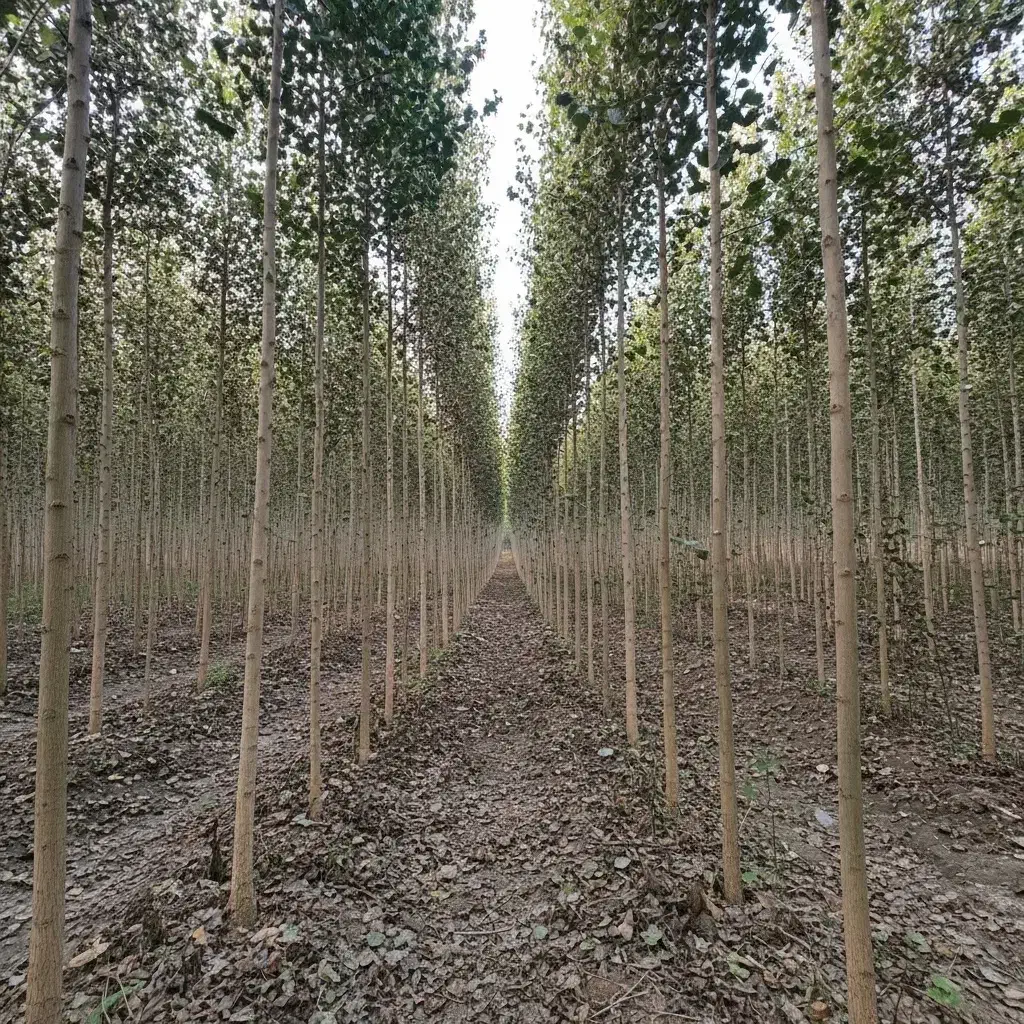 نهال شال رشد تضمینی در خاک ایران|خدمات باغبانی و درختکاری|سراب, |دیوار