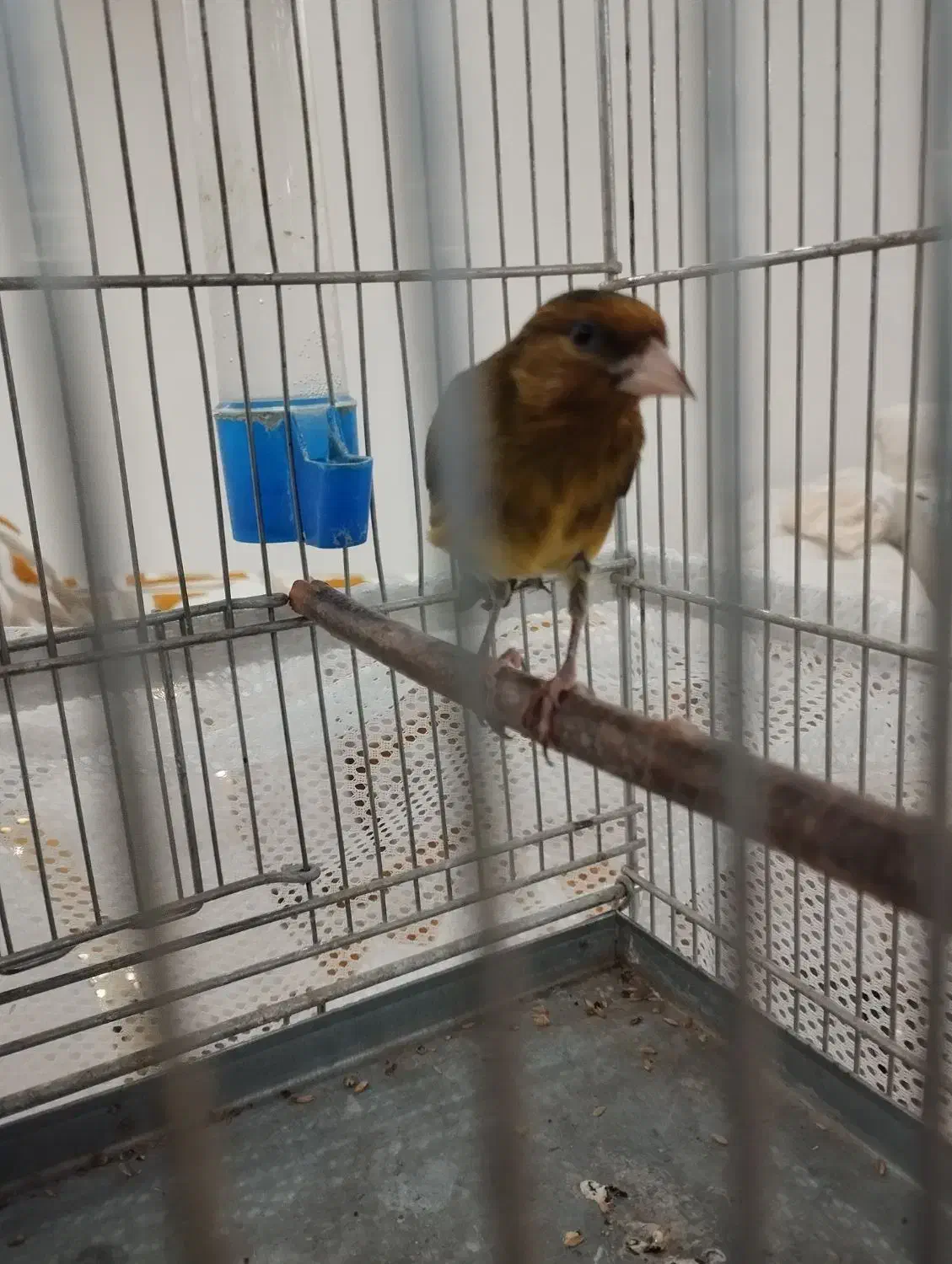 سهره قناری استاد سبک بیات|پرنده|تهران, گلستان (شهرک راه آهن)|دیوار