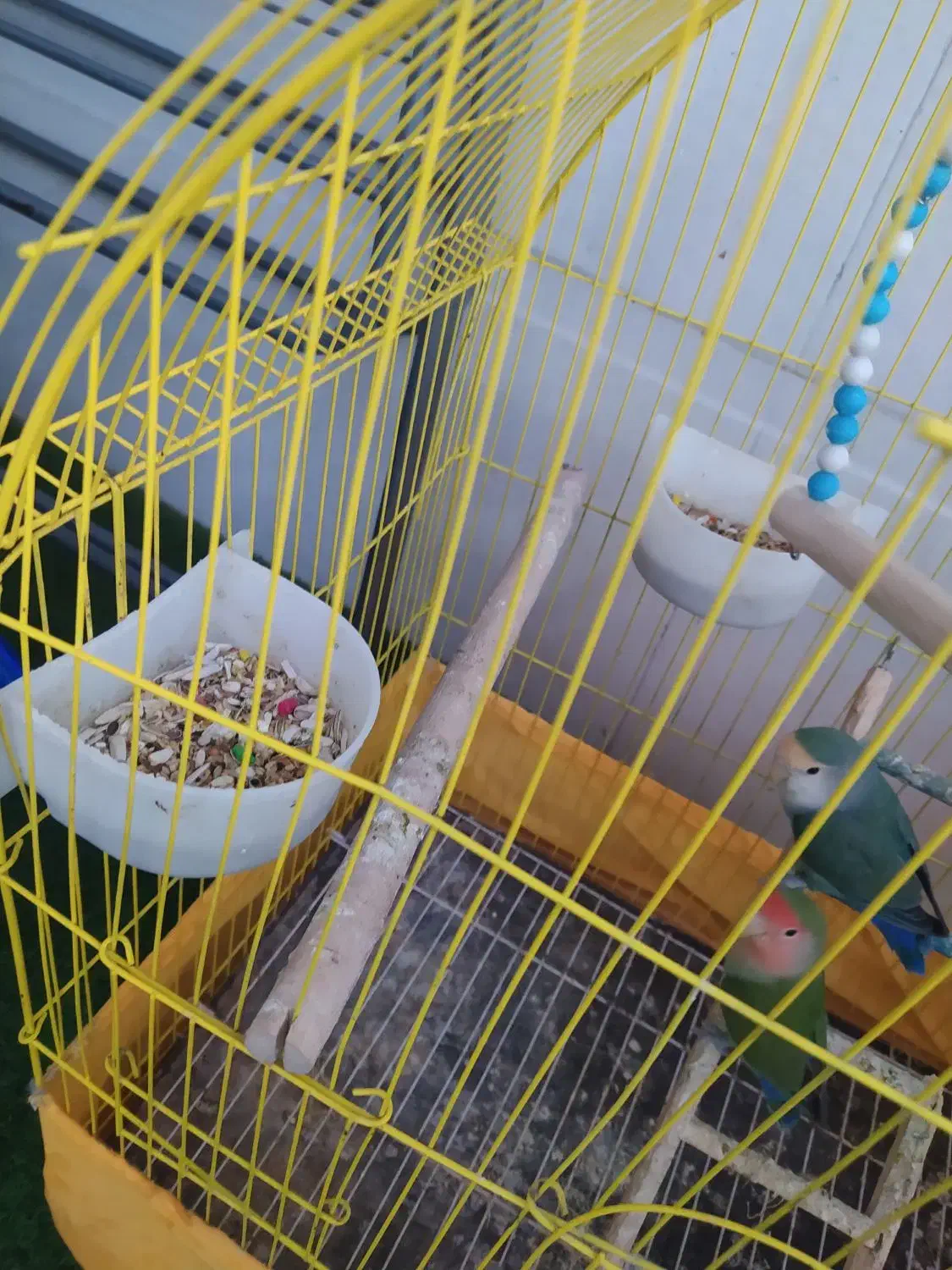 یه جفت طوطی برزیلی|پرنده|دزفول, |دیوار