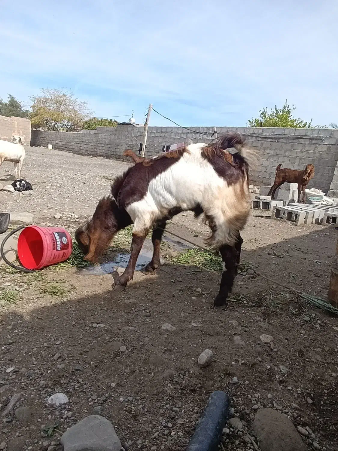 فروش نری  عالی|حیوانات مزرعه|میناب, |دیوار