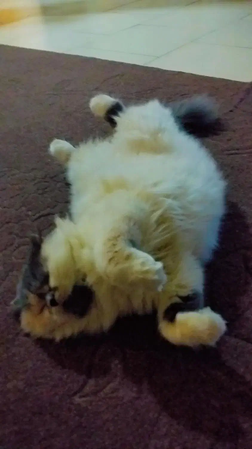 اسکاتیش|گربه|رشت, لاکان شهر|دیوار