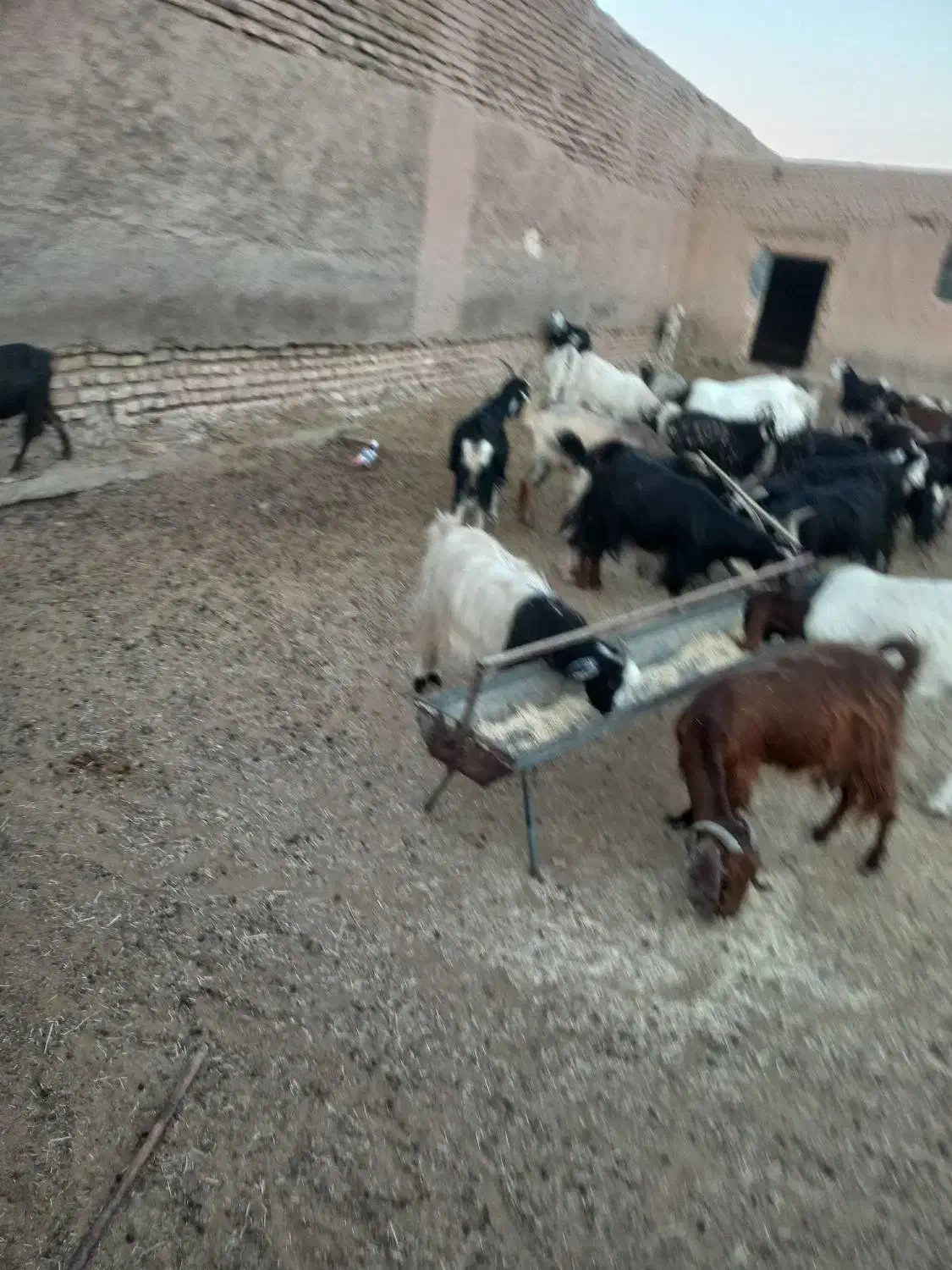 ۲۵ راس بز جوان|حیوانات مزرعه|گرمسار, |دیوار