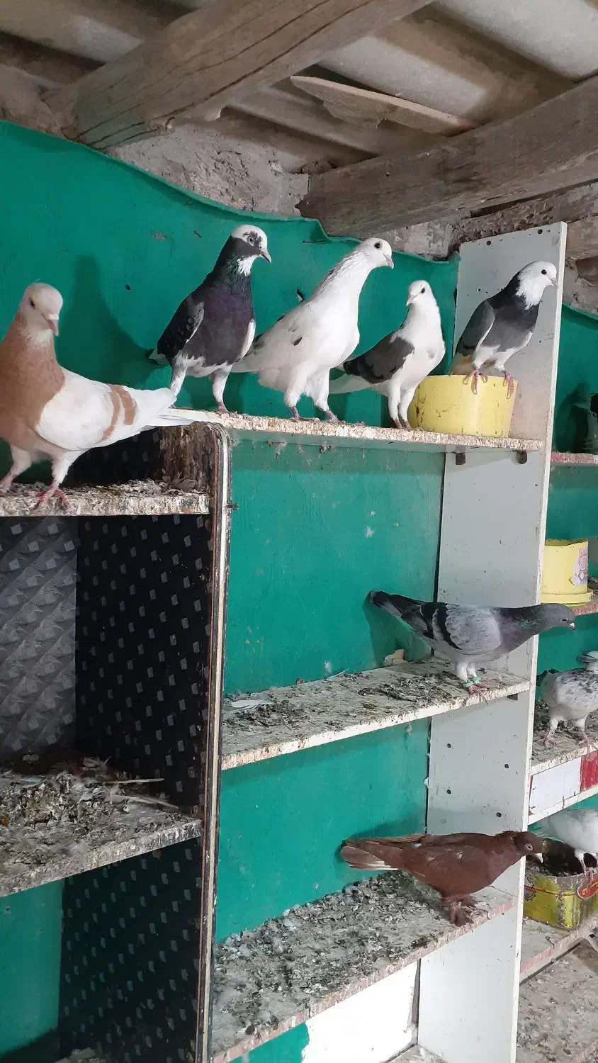 کبوتر   ‌.  شازده|پرنده|قشم, |دیوار