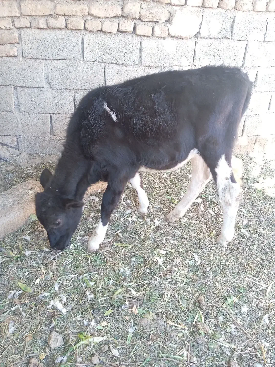 گوساله|حیوانات مزرعه|تهران, گیشا|دیوار