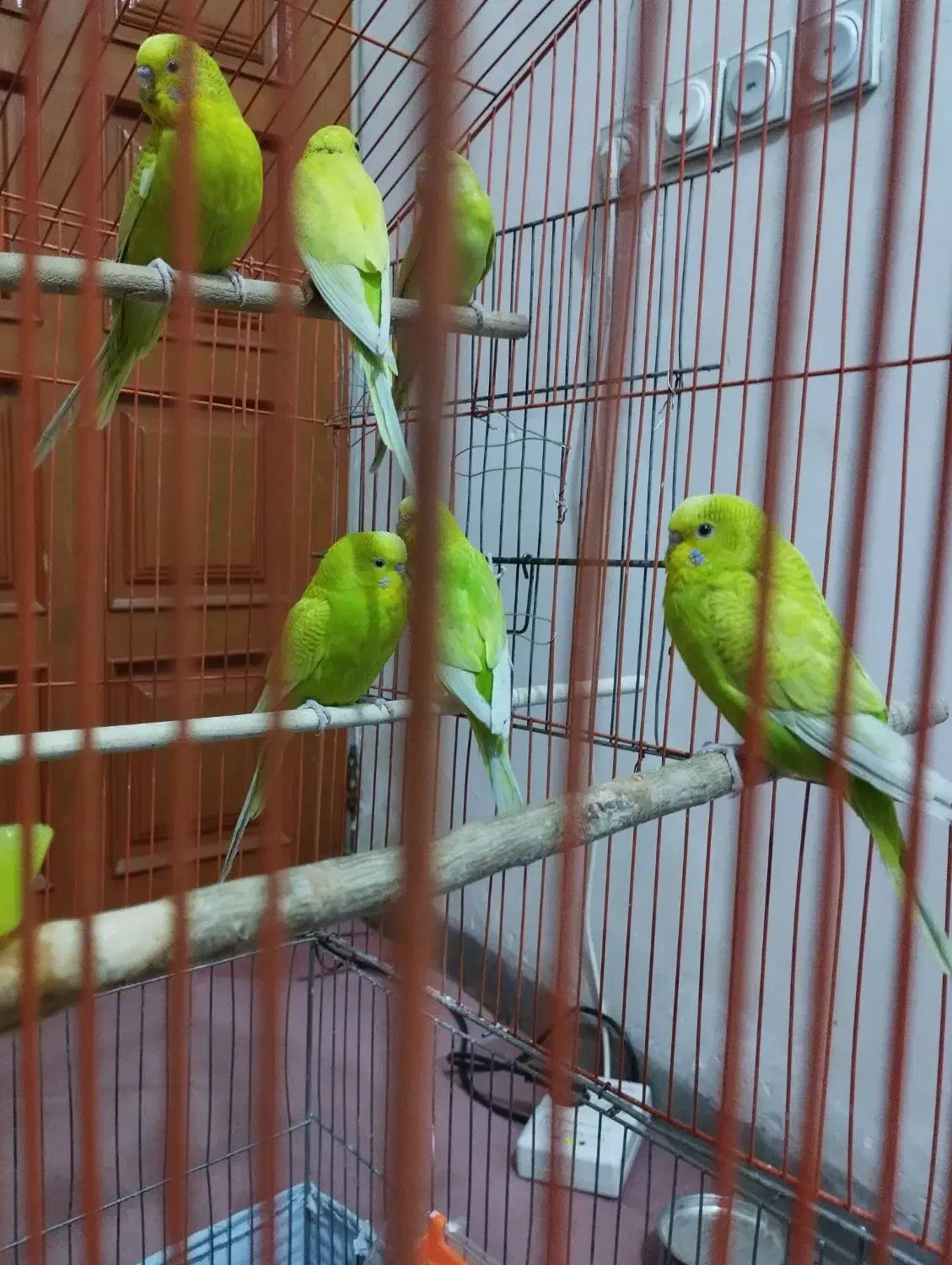 ۶عددمرغ عشق|پرنده|ایلام, |دیوار