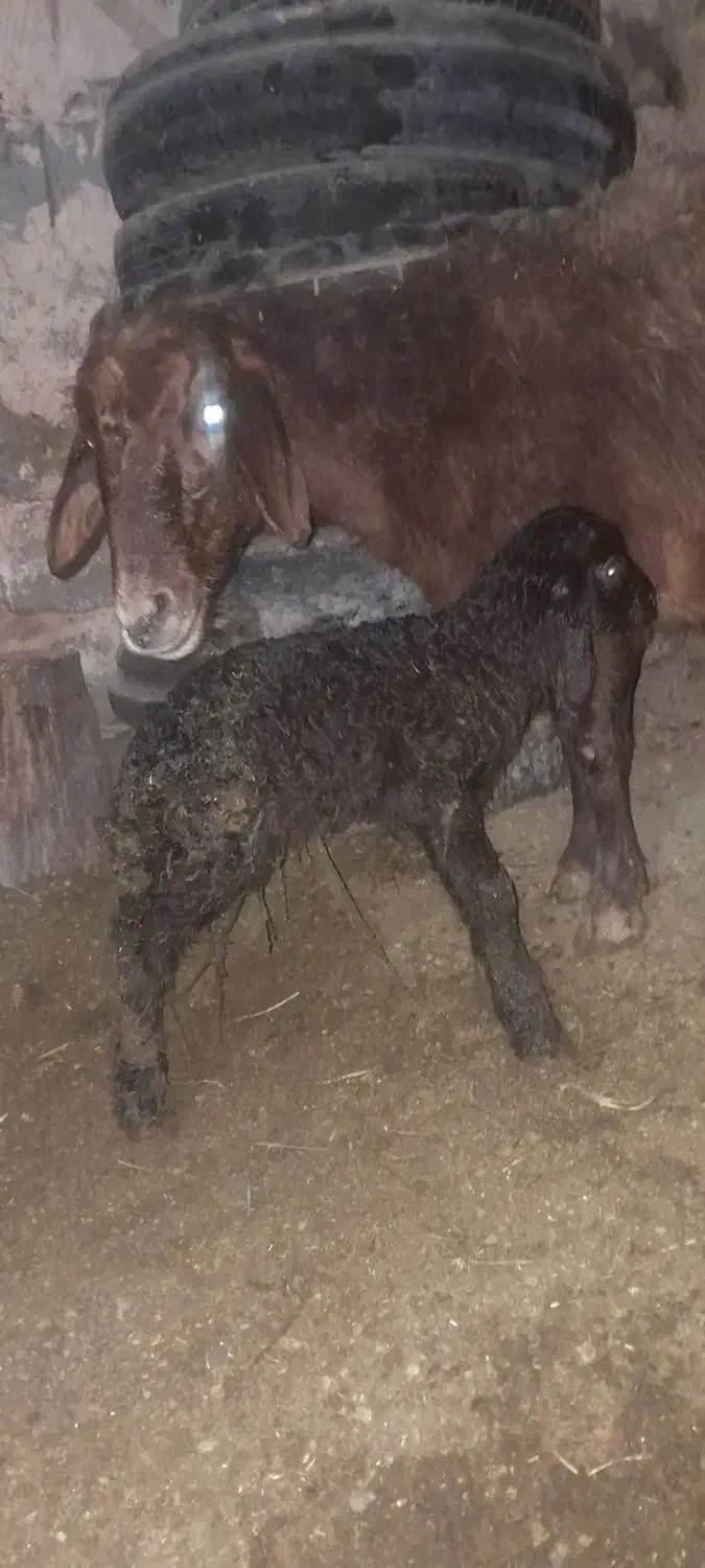 گوسفند|حیوانات مزرعه|صفی آباد, |دیوار