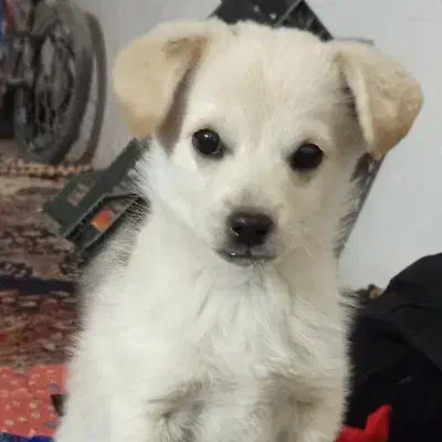 پاکوتاه|سگ|زنجان, |دیوار