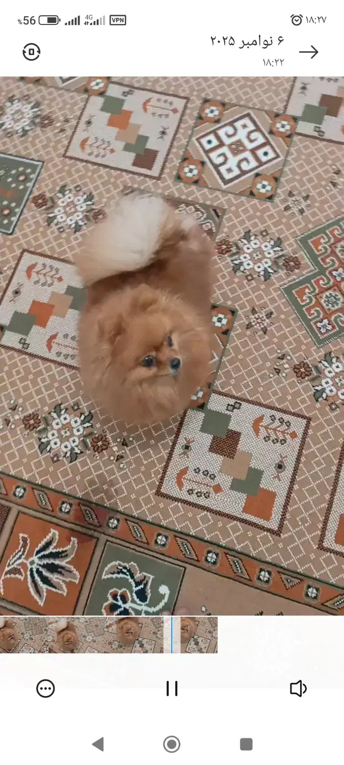 پامر خرسی عروسکی|سگ|حاجی آباد, |دیوار