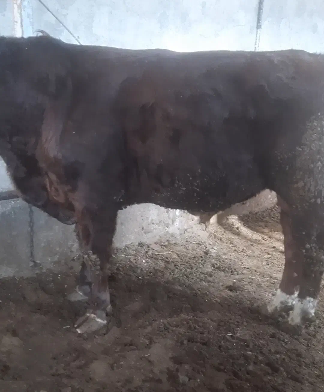 گاو... گوساله نر سیمینتال .|حیوانات مزرعه|اصفهان, باغ زیار|دیوار