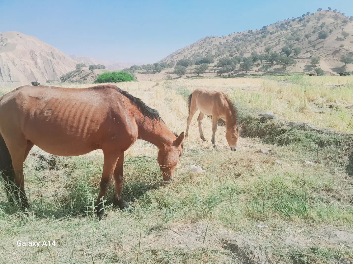 مادیان|اسب و تجهیزات اسبسواری|ایذه, |دیوار