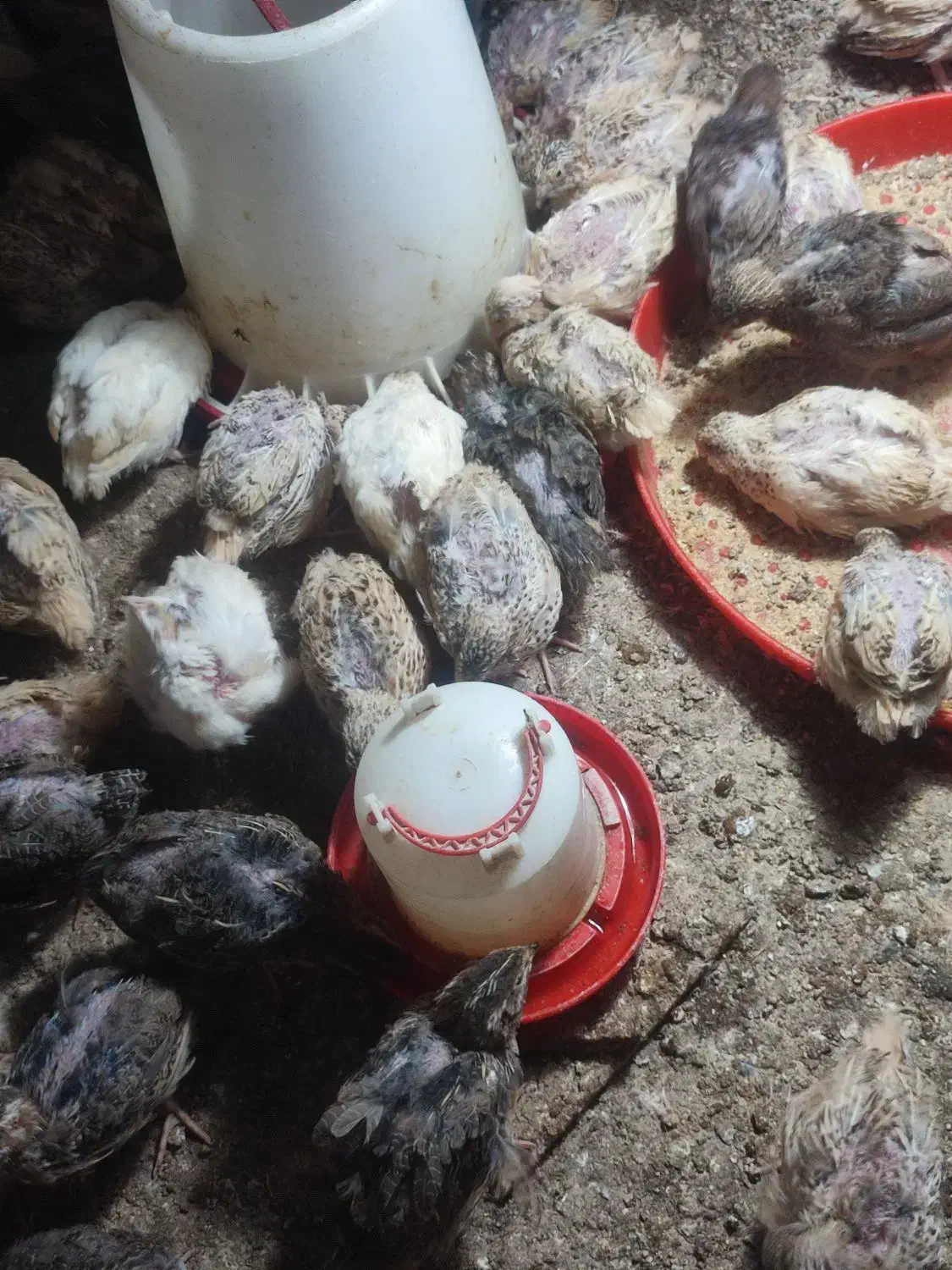 بلدرچین ماده و نره جوان|پرنده|مشهد, نیزه|دیوار