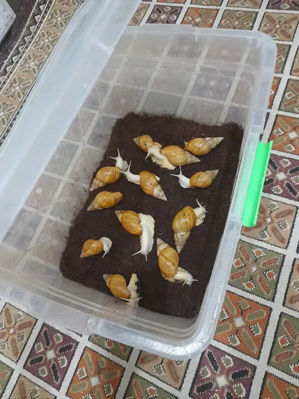 حلزون اچاتینا|خزنده|تهران, حافظیه|دیوار