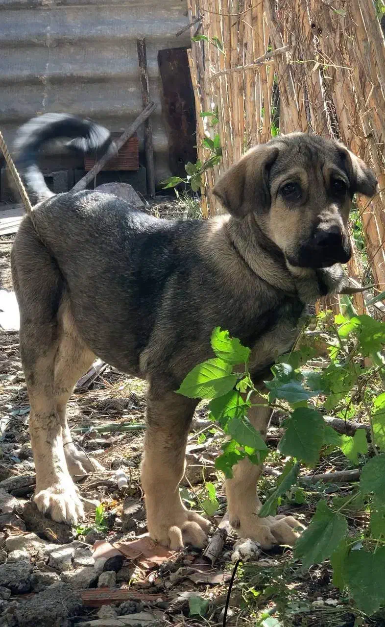 سگ پژدر نر ۱۲ ماه|سگ|آکند, |دیوار