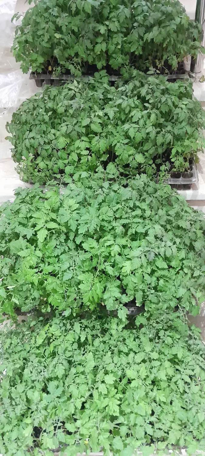 نشا گوجه زیتونی|گل و گیاه طبیعی|قم, انسجام|دیوار