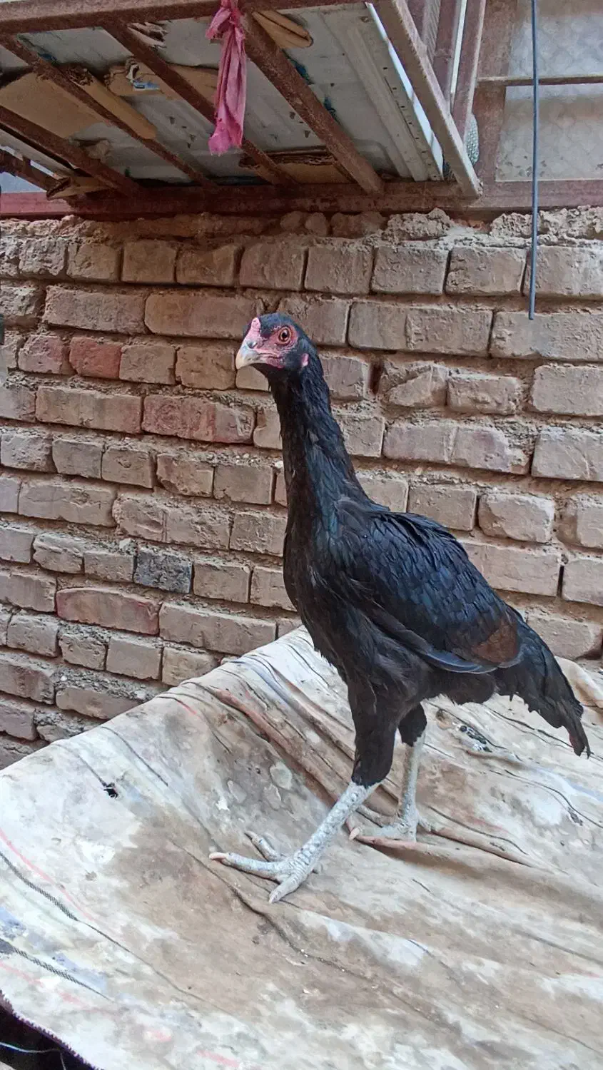 سلام دوستان دوتا ماده مرغ فروشی|حیوانات مزرعه|ایرانشهر, |دیوار