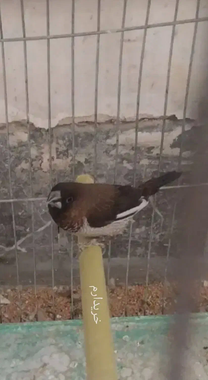 بنگالی ماده|پرنده|اصفهان, سروستان|دیوار