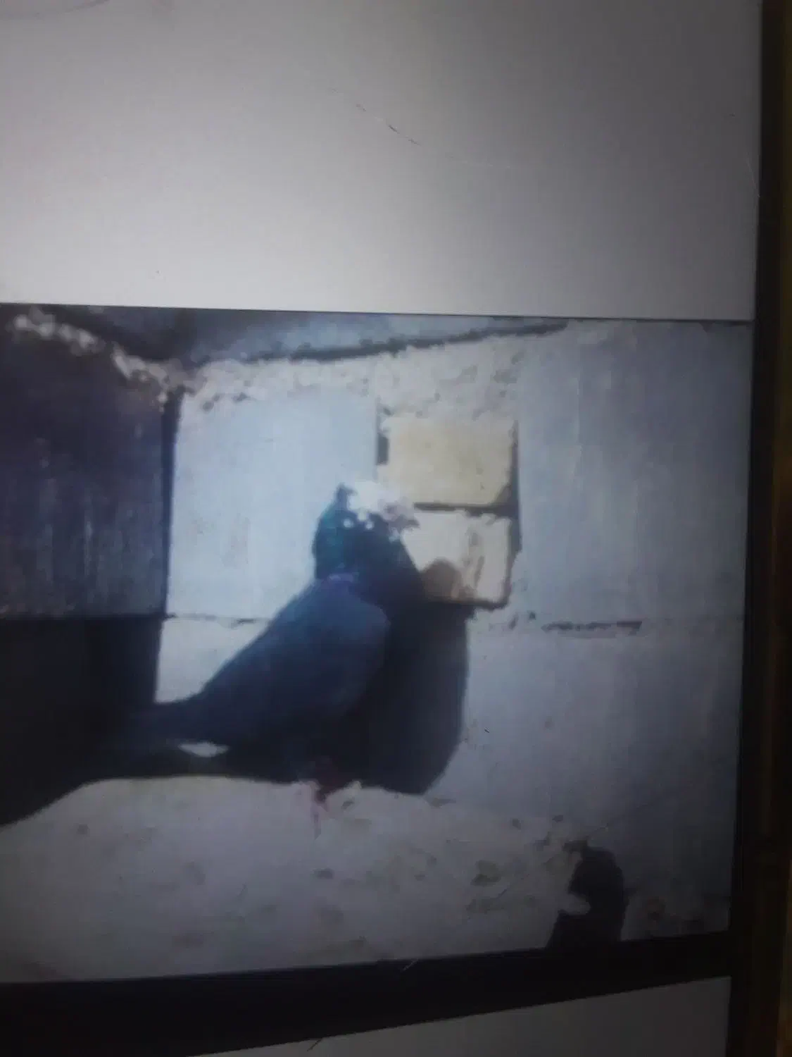 کبوتر|پرنده|لالجین, |دیوار