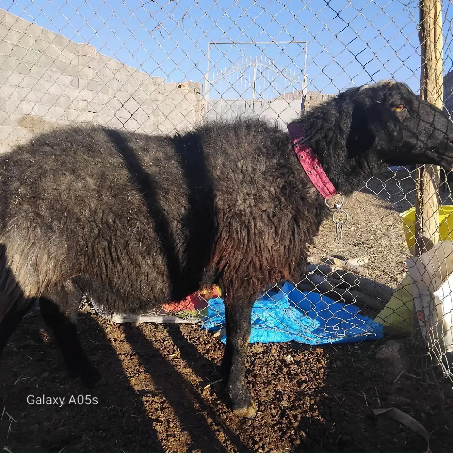 قوچ|حیوانات مزرعه|مبارکه, |دیوار