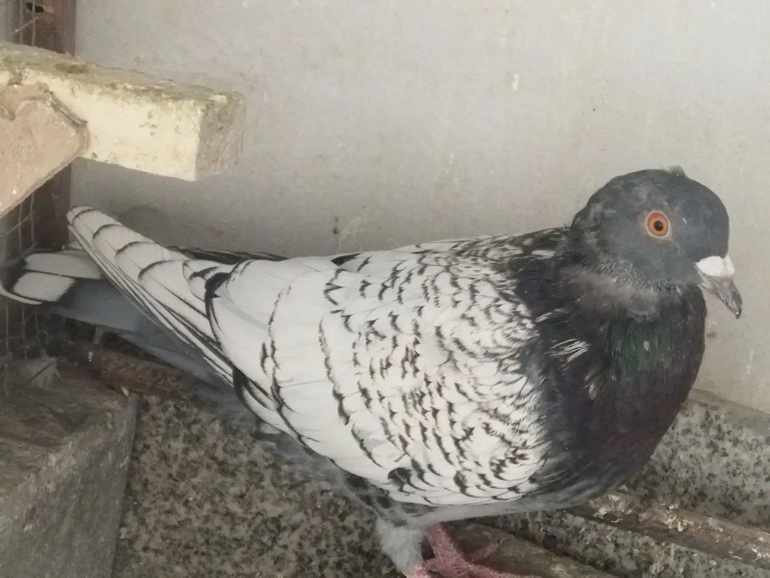 کفتر پلنگ افغانی و طاووسی|پرنده|مشهد, امیریه|دیوار