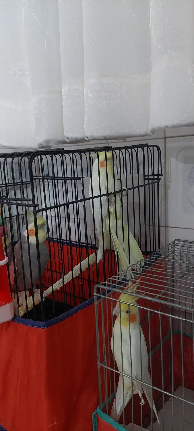 عروس هلندی|پرنده|اردکان, |دیوار