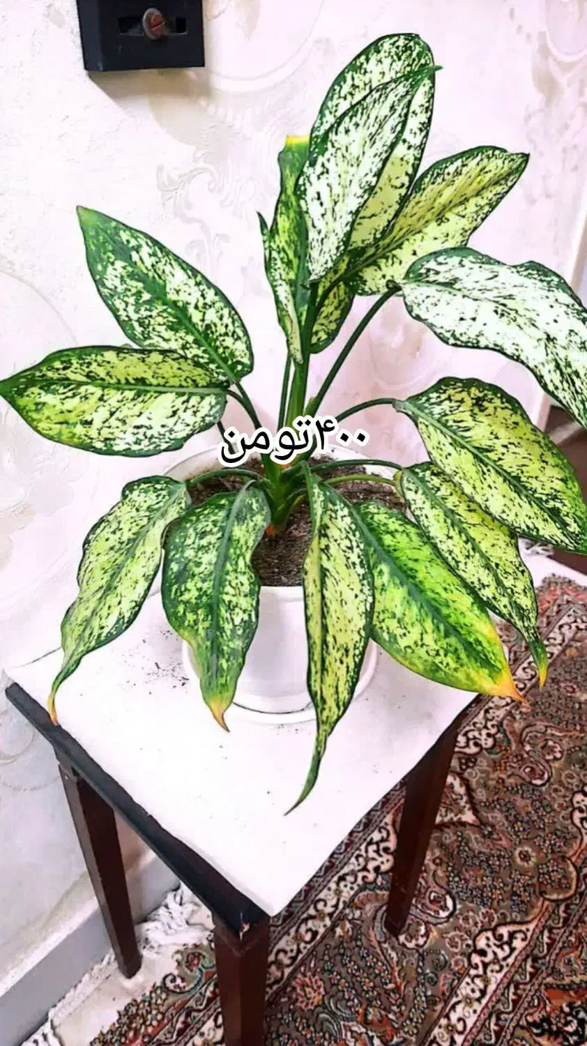 گل های زیبا نگهداری اسان|گل و گیاه طبیعی|تهران, مهرآباد|دیوار