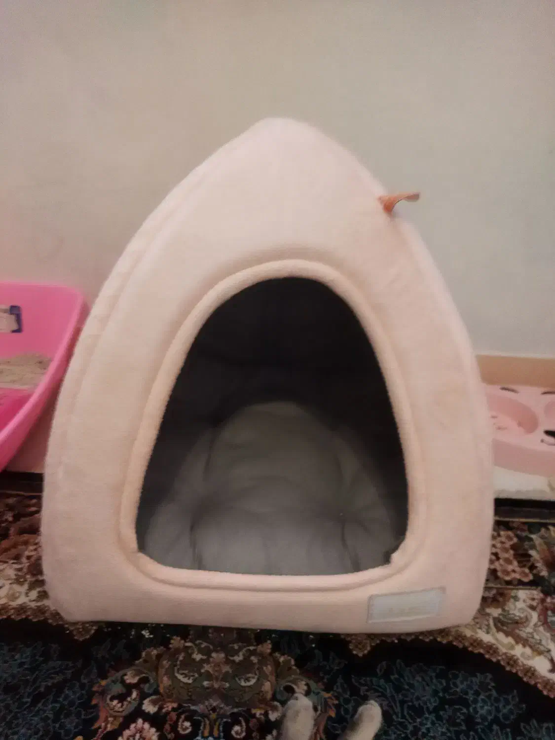 گربه نژاد رایج|گربه|اراک, |دیوار