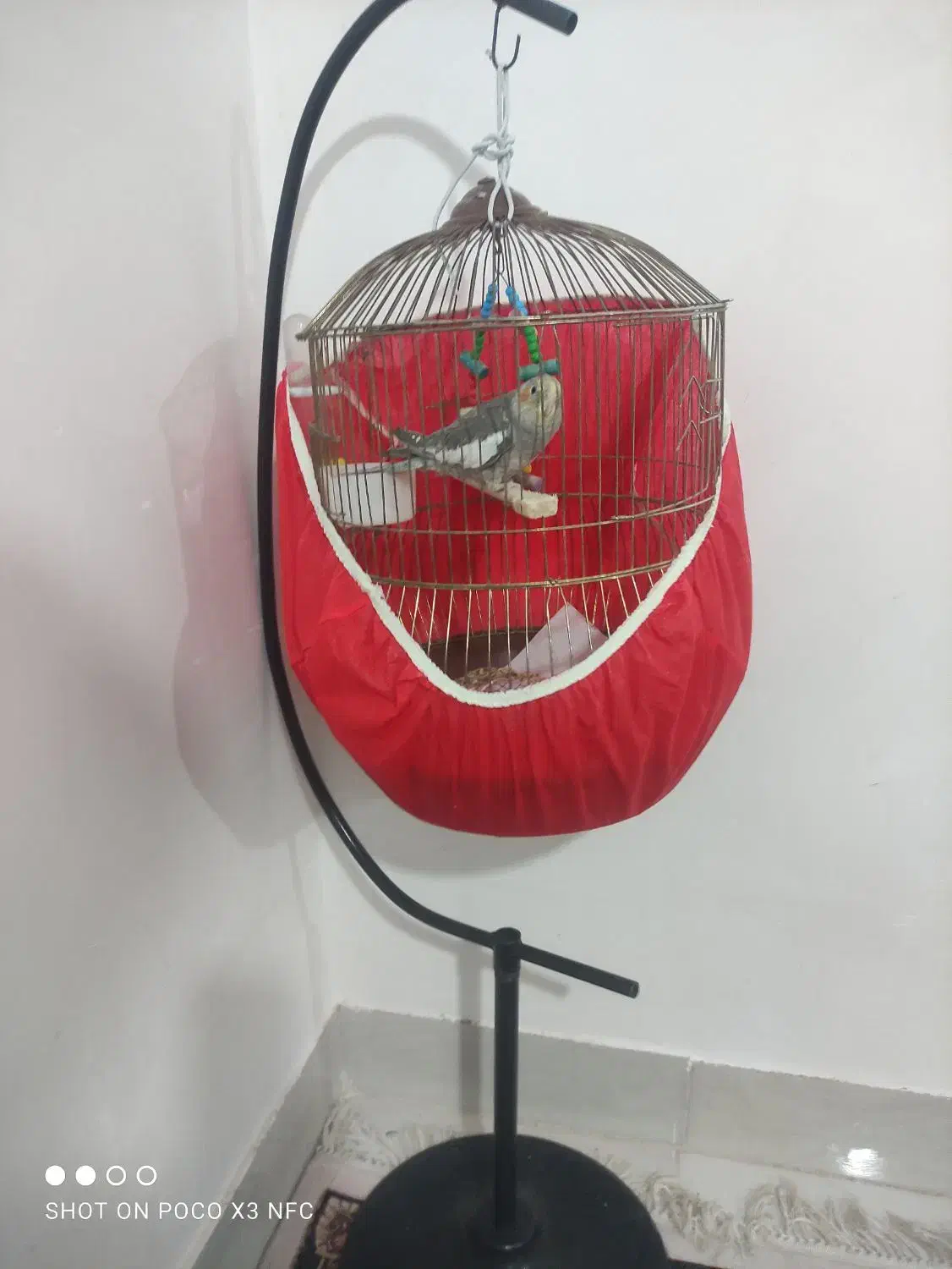 پرنده|پرنده|خرم‌آباد, |دیوار