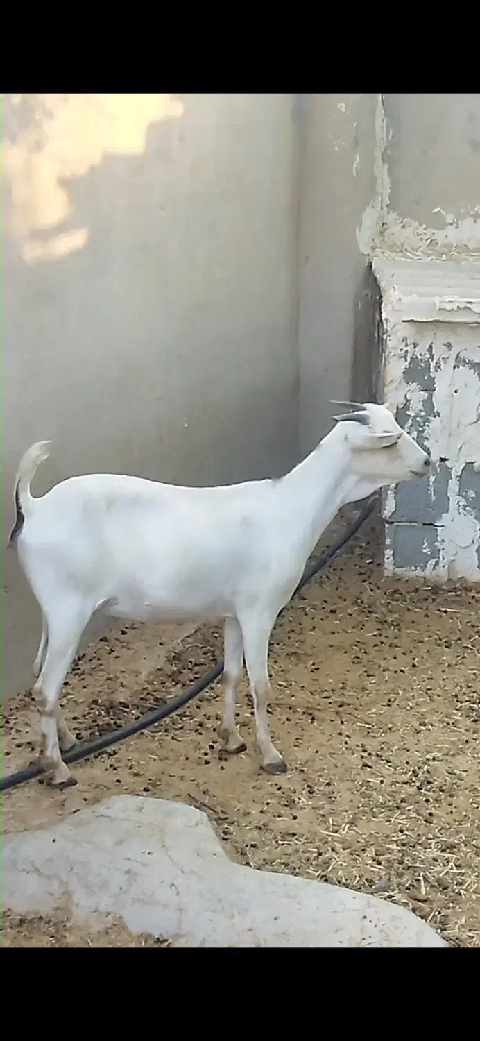 بز صومال و گیسه دورگ|حیوانات مزرعه|بندرلنگه, |دیوار