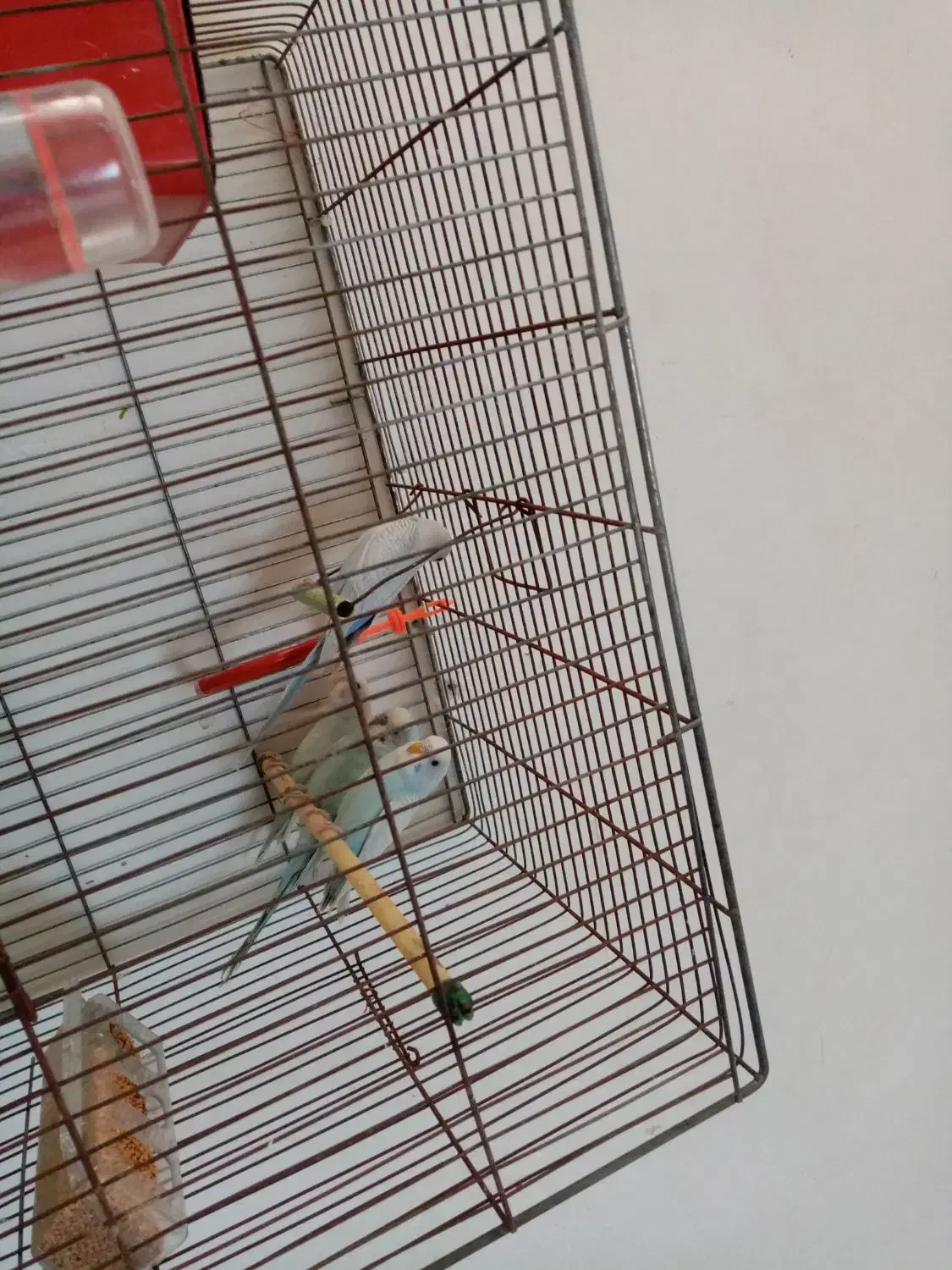 مرغ عشق|پرنده|شیراز, سایت اداری|دیوار