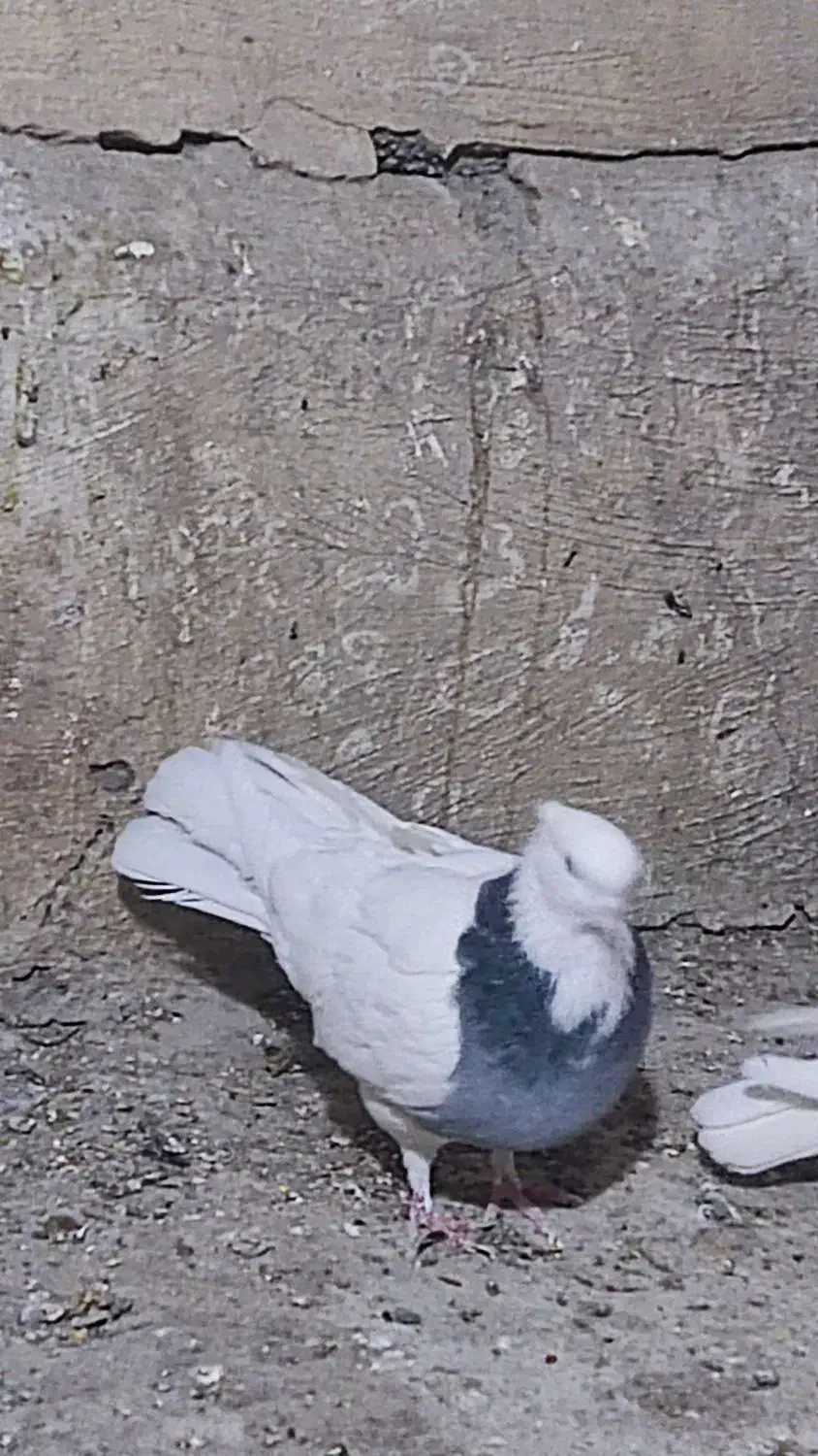 طوقی کبود|پرنده|قزوین, |دیوار