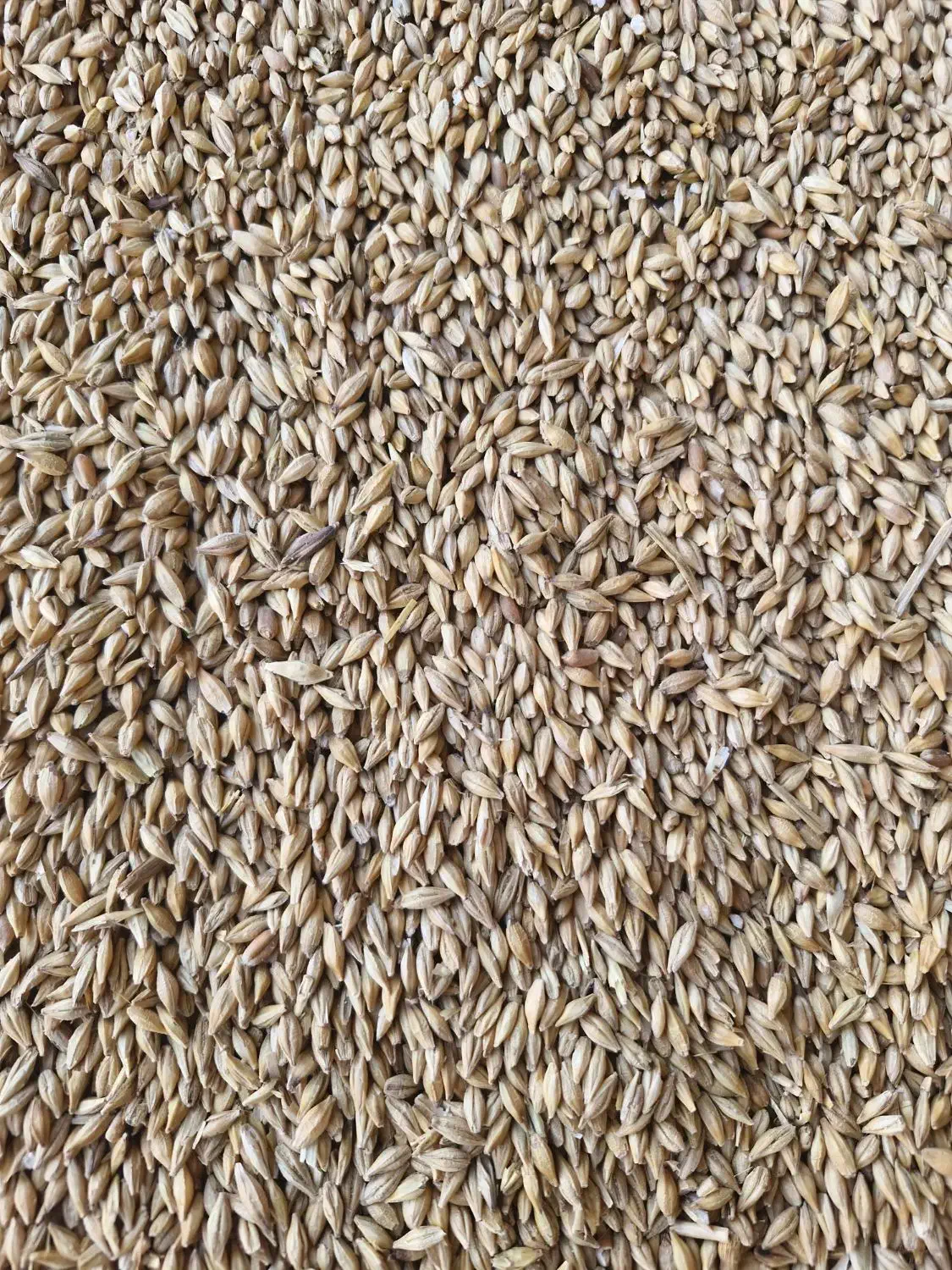 جو خارجی|عمده‌فروشی|آباده, |دیوار