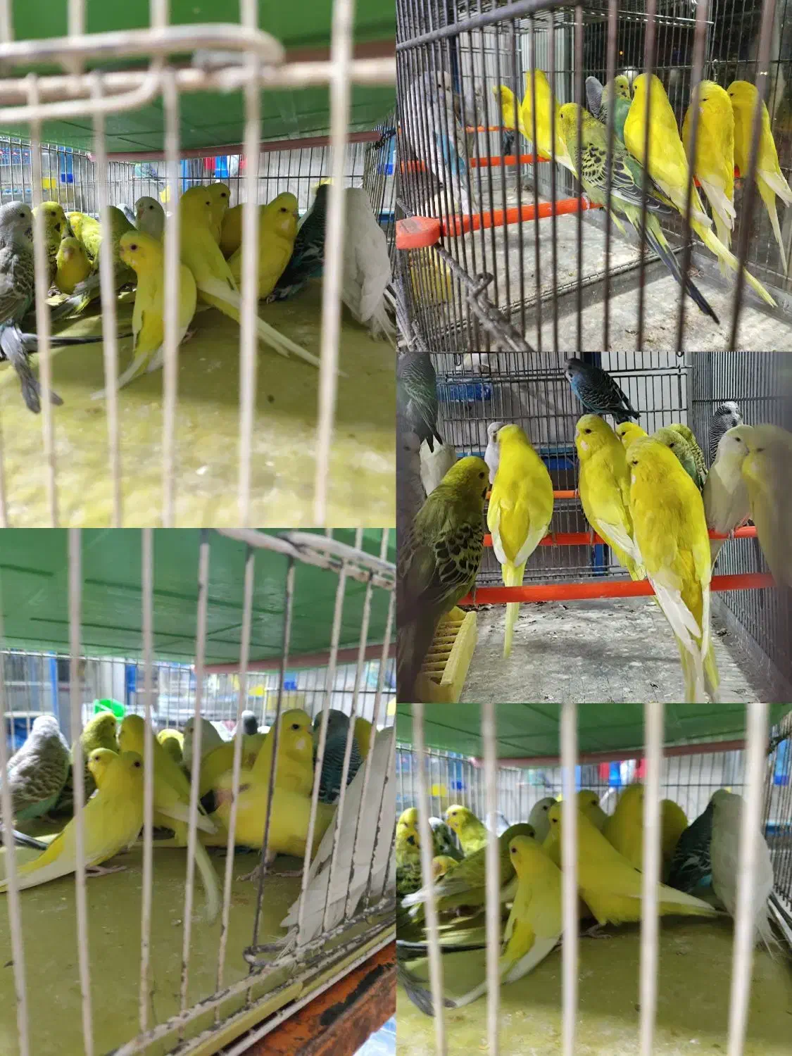 قناری .فنچ.عروس هلندی .مرغ عشق.|پرنده|خمینیشهر, |دیوار