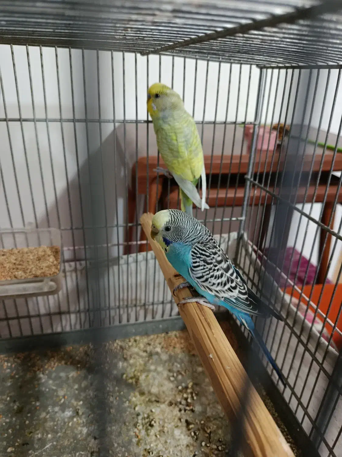 دو جفت مرغ عشق درجه یک|پرنده|چهاردانگه (تهران), |دیوار